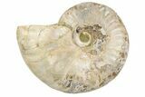 Silver, Iridescent Ammonite Fossil - Madagascar #191926-1